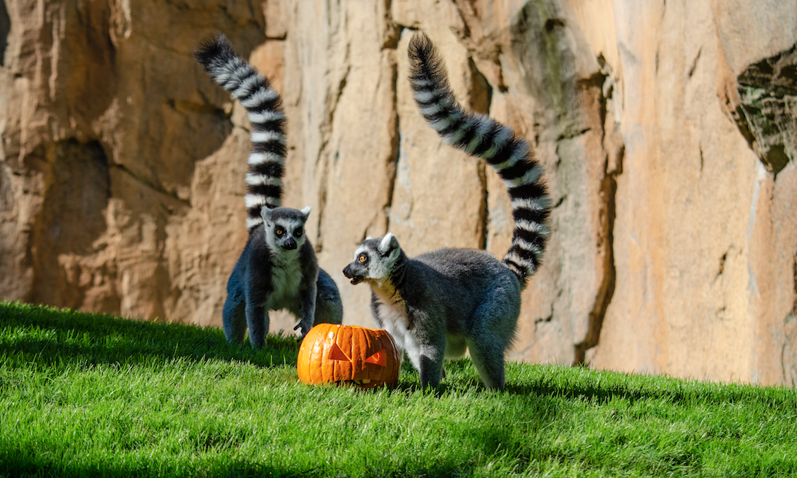 Los lemures de BIOPARC en Halloween.