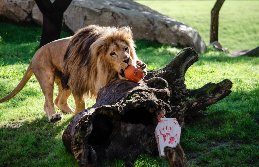 El león Lubango de BIOPARC disfruta de su calabaza de Halloween.
