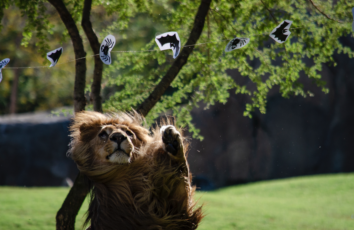 El león lubango de Bioparc en Halloween.